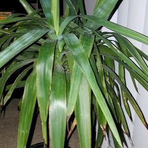 Meet your Posher, Elliott